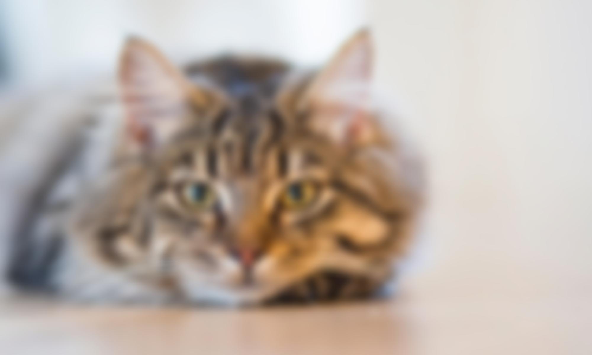 Worthing Cat Welfare Trust | Charici