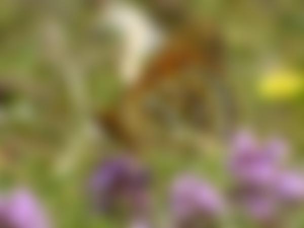 Bristol Naturalists' Society | Charici