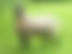 The Clun Forest Sheep Breeders' Society Limited | Charici