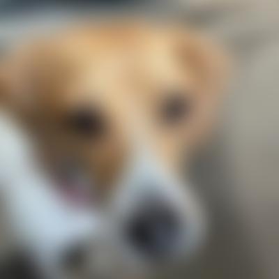 Epsom Canine Rescue | Charici