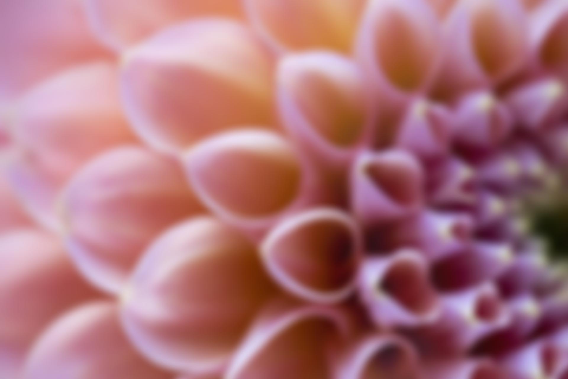 Cynllun Adfocatiaeth Iechyd Meddwl The Mental Health Advocacy Scheme | Charici