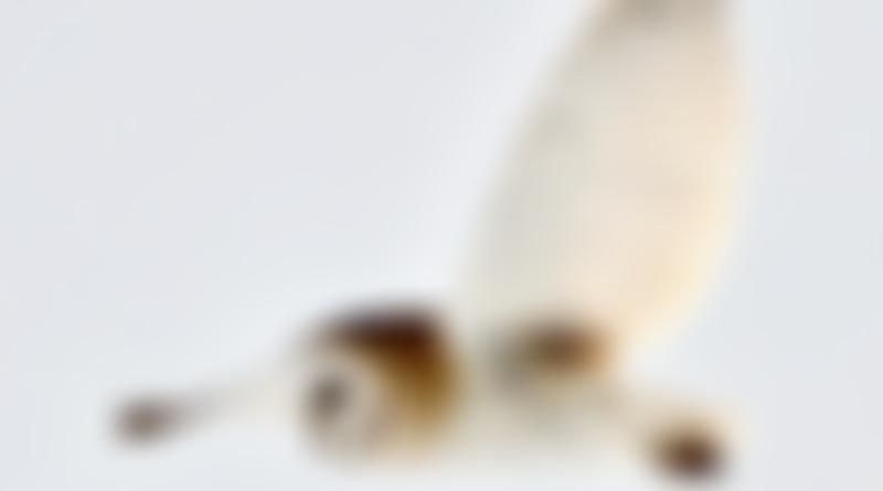 Great Waldingfield Village Hall | Charici