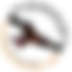 The Welsh Kite Trust/Ymddiriedolaeth Barcudiaid Cymru | Charici