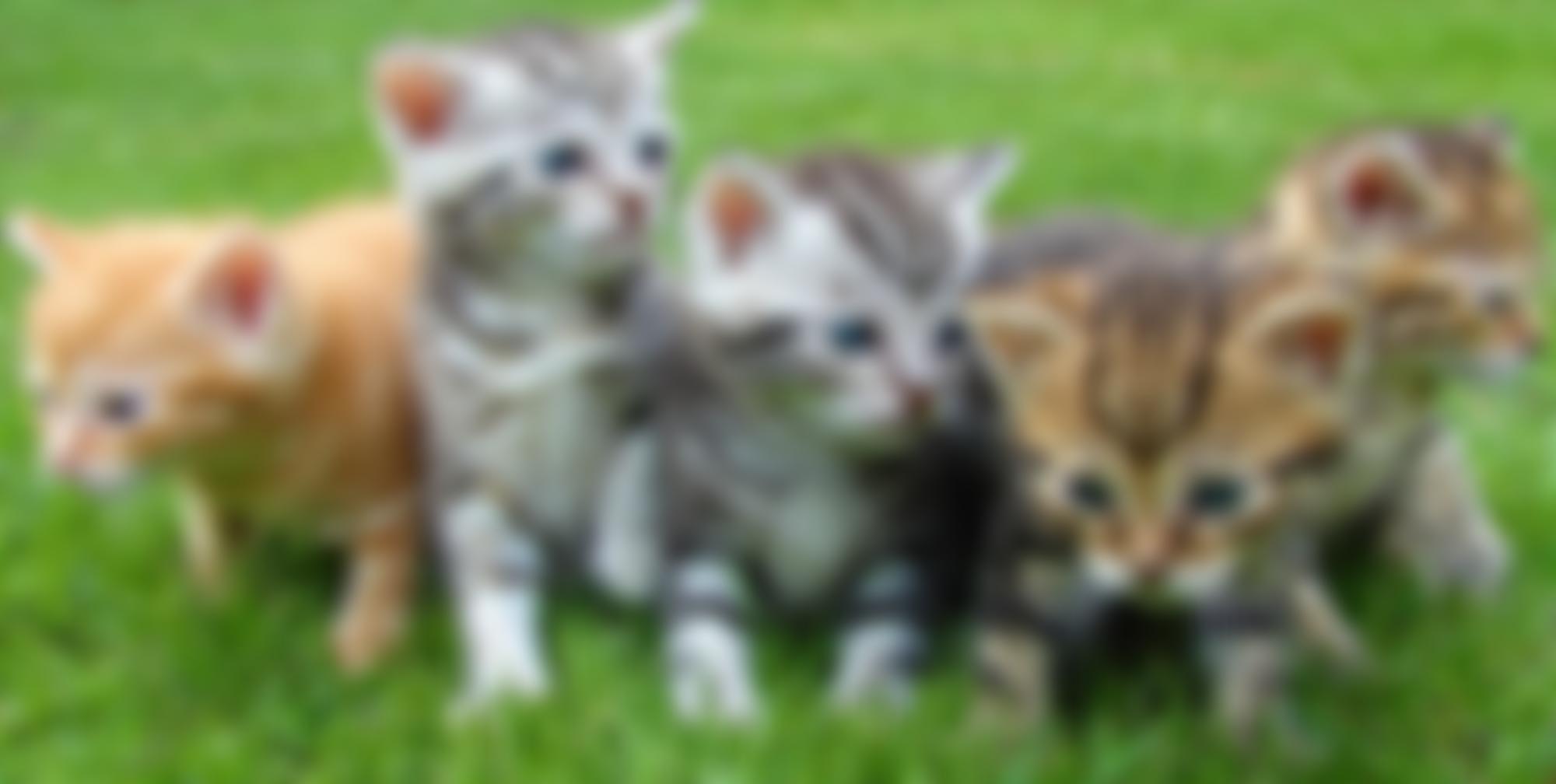 The Marjorie Nash Cat Rescue | Charici