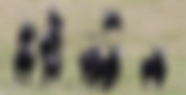 Zwartbles Sheep Association | Charici