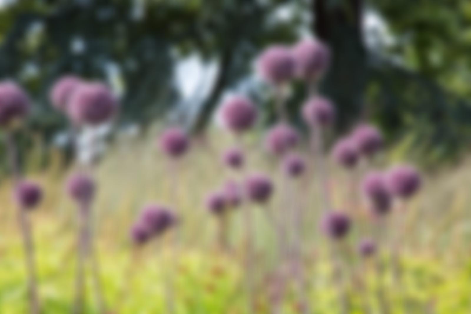 The Leicestershire And Rutland Gardens Trust | Charici