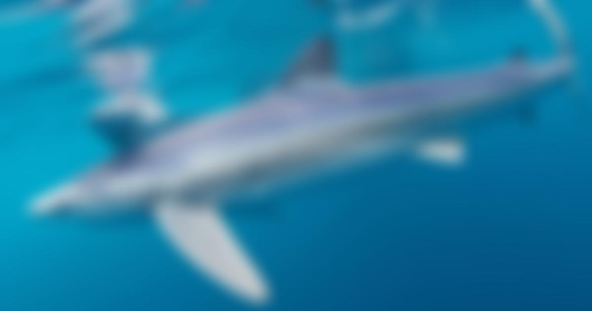 The Shark Trust | Charici