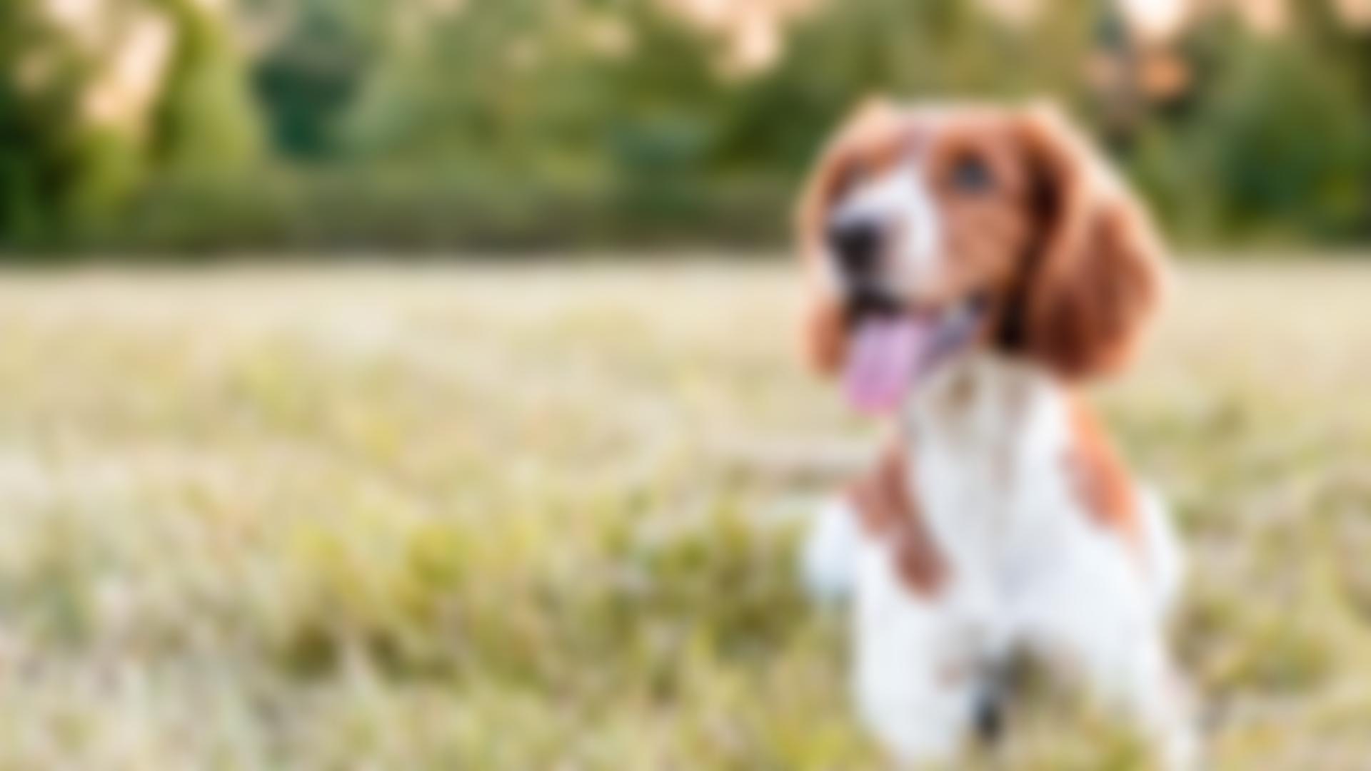 Just For Dogs (East Midlands) | Charici