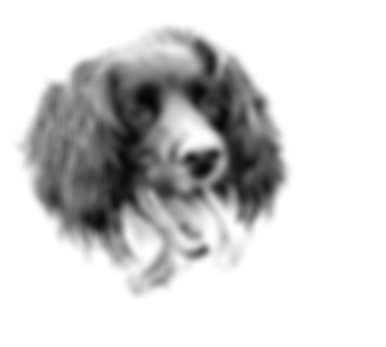 South Yorkshire English Springer Spaniel Rescue | Charici
