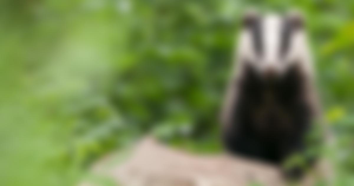 The Forest Of Marston Vale Trust | Charici