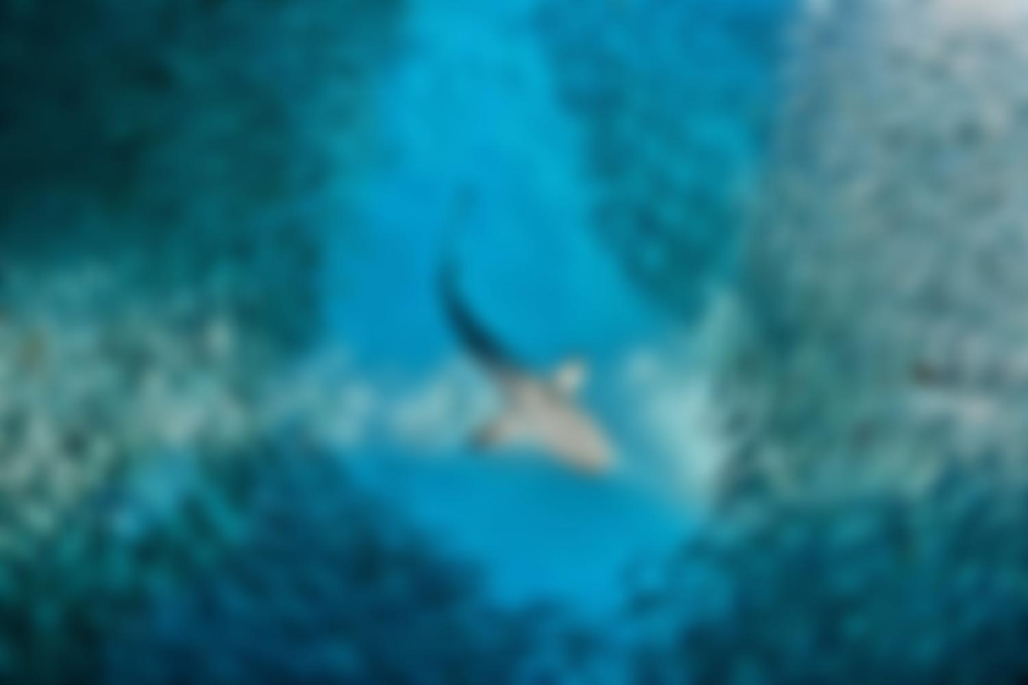 Project Aware (UK) | Charici