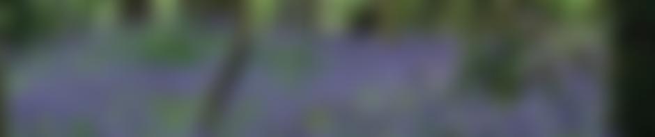 Treborth Riding For The Disabled Association | Charici