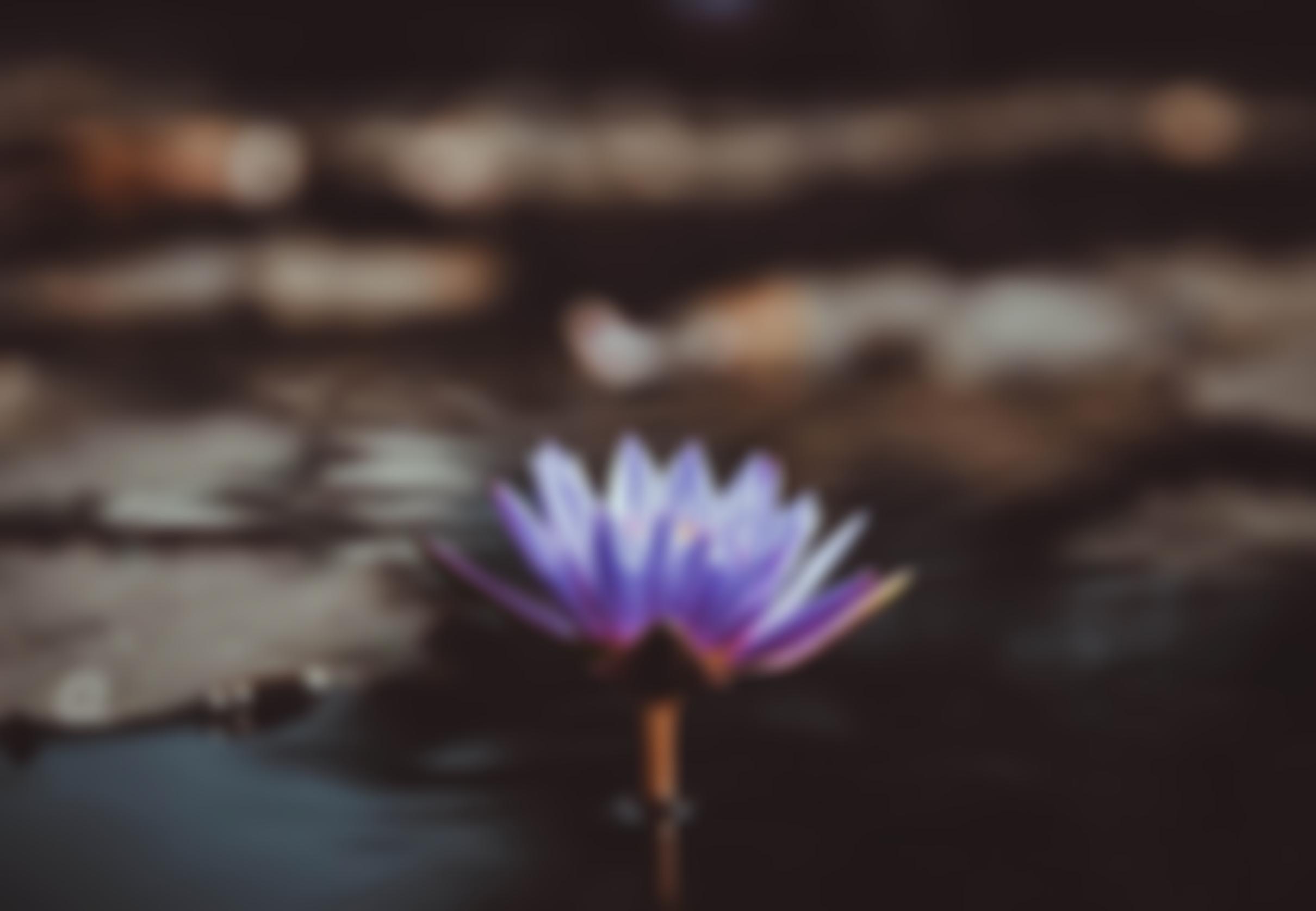 Birmingham And Solihull Women's Aid | Charici