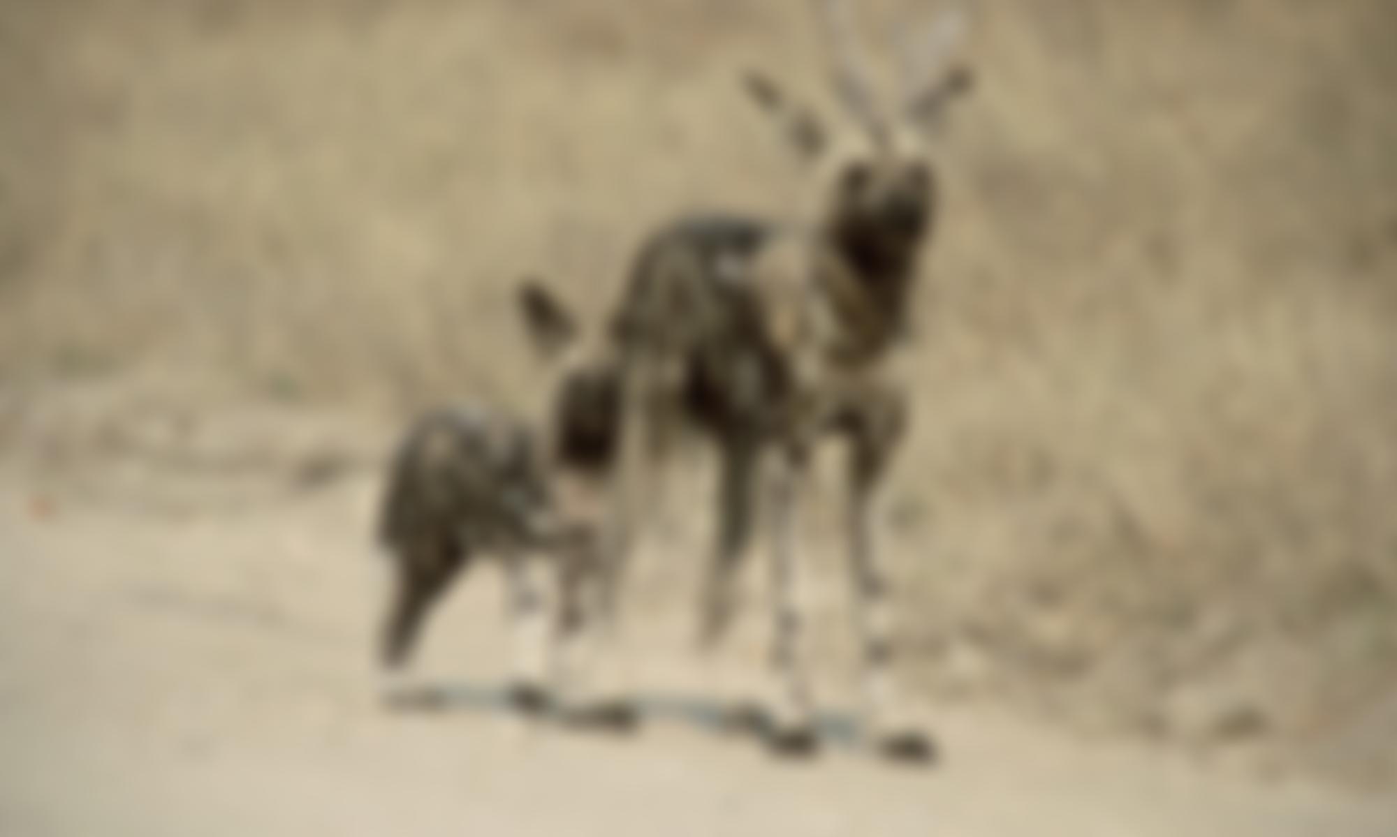 Painted Dog Conservation UK | Charici