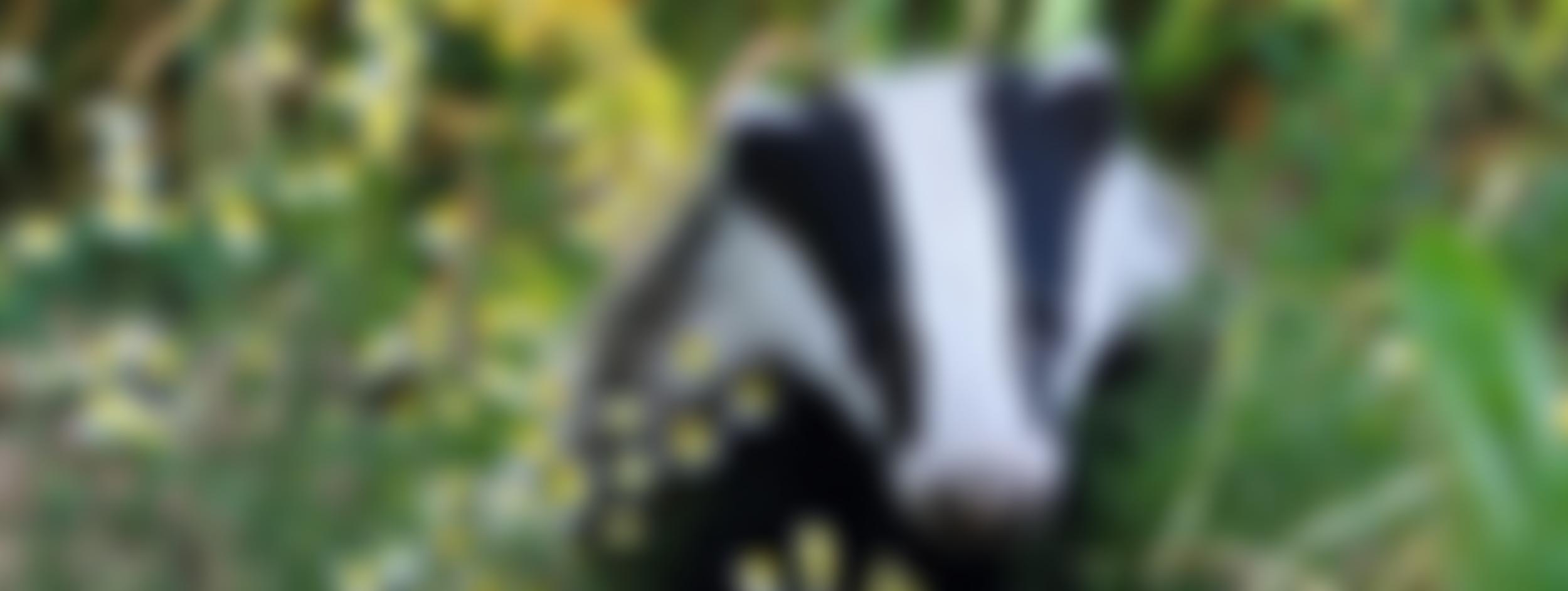 Binfield Badger Group | Charici