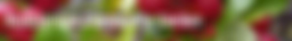 Kingsbridge Community Garden | Charici