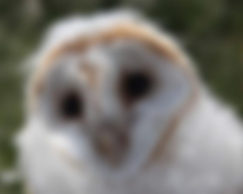 Yatton & Congresbury Wildlife Action Group | Charici