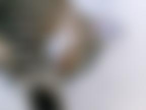 Crescent Cat Rescue | Charici