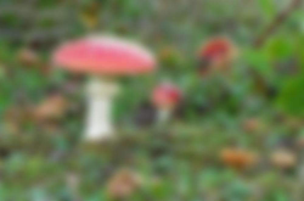 Dedham Vale Society | Charici