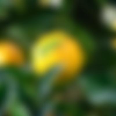 The Green Team | Charici