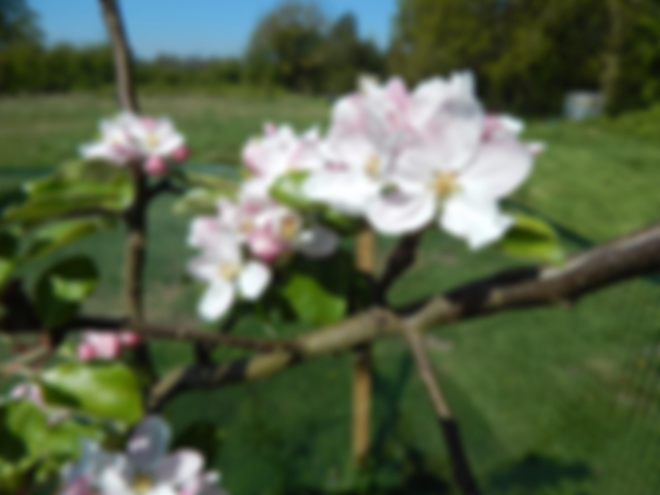 Wood Norton Village Hall | Charici