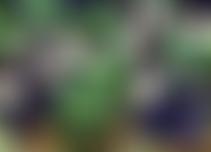 The Friends Of Hope | Charici