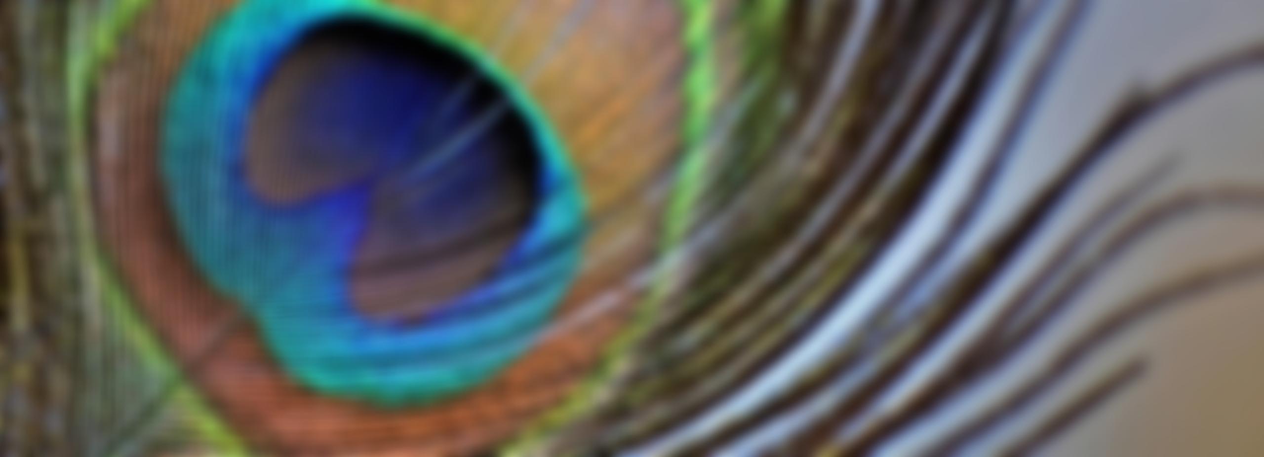 Siren Conservation Education | Charici