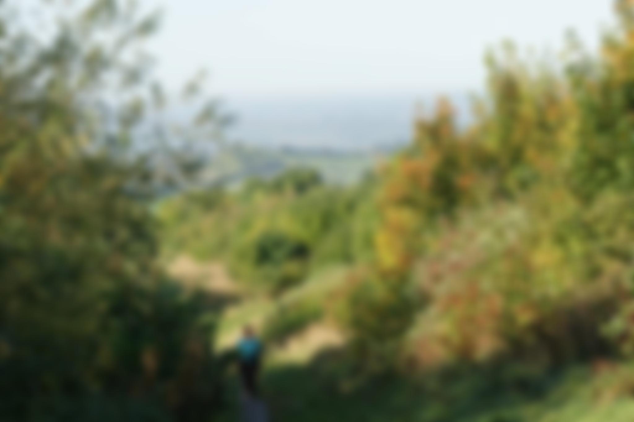 Primrose Hill Community Woodland Trust | Charici