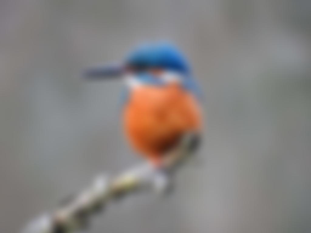 A Rocha UK | Charici