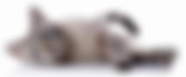 The Lincolnshire Trust For Cats | Charici