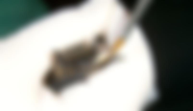 West Yorkshire Bat Group | Charici