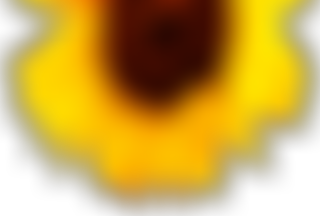 The Sunflower Fellowship Romania | Charici