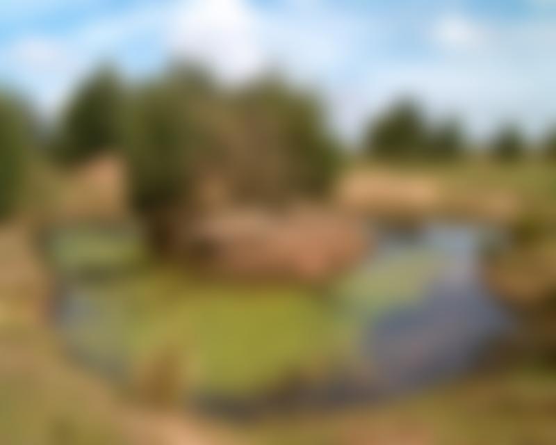 Austerfield Mosaic Trust | Charici