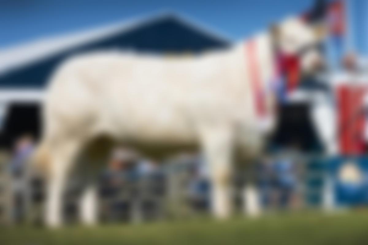 The British Charolais Cattle Society Limited | Charici