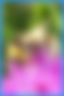 Buglife The Invertebrate Conservation Trust | Charici