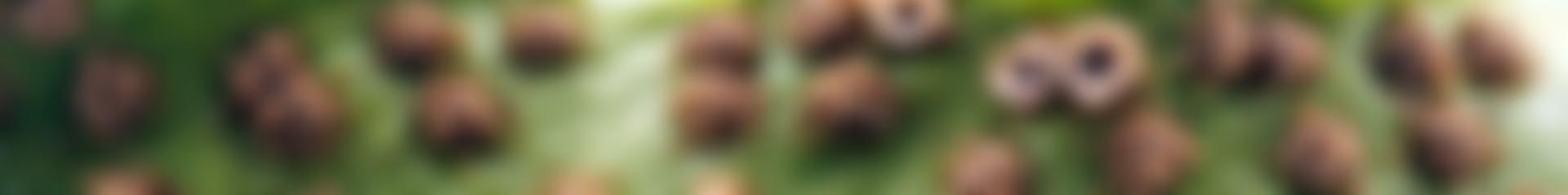 The British Pteridological Society | Charici