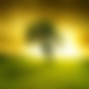 The Mustard Tree Trust | Charici