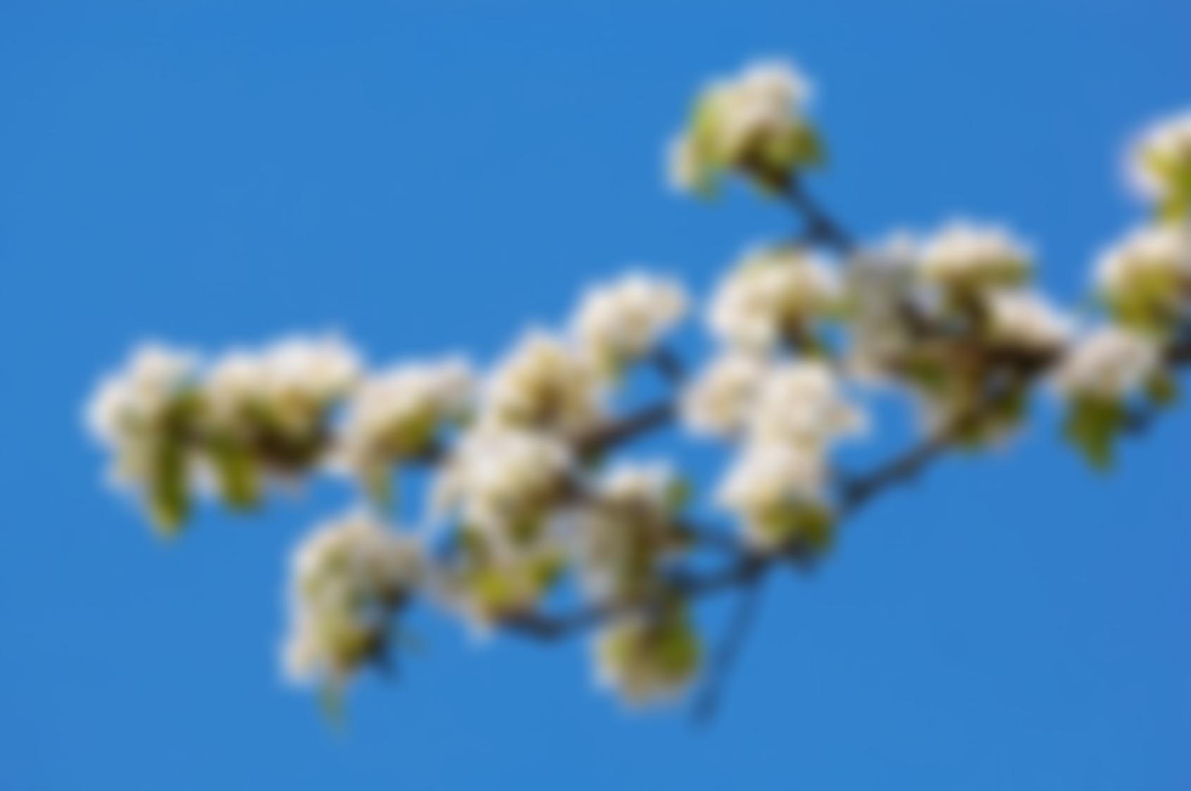 Marple Senior Citizens Association | Charici