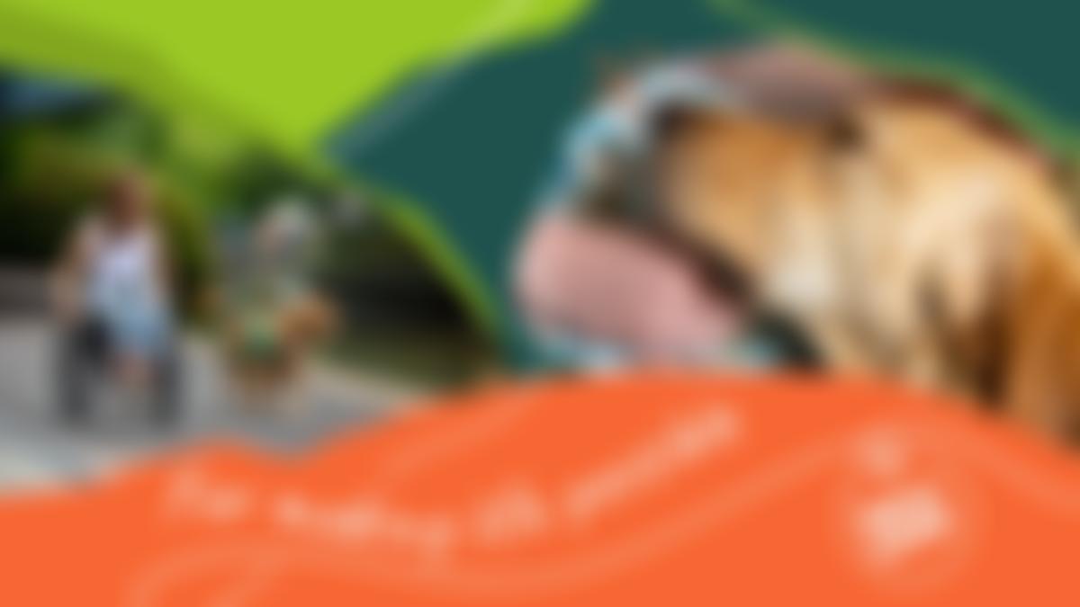 Dogs For Good | Charici