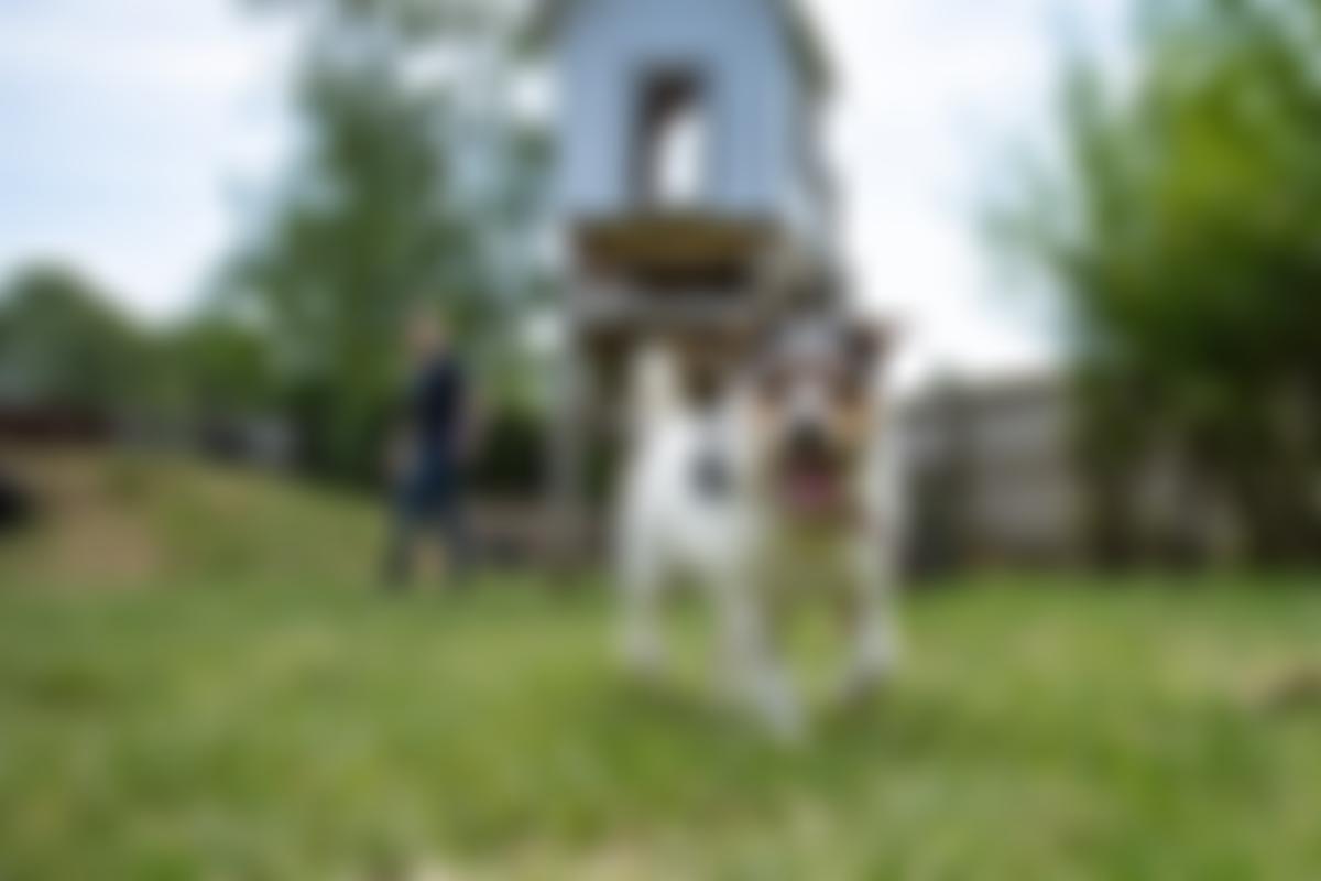 Royal Society For The Prevention Of Cruelty To Animals Bath And District Branch | Charici