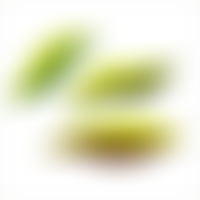 Green City Action | Charici