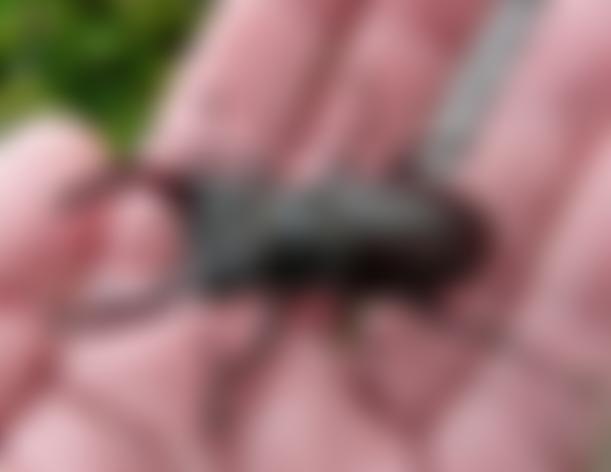 Lower Mole Countryside Trust | Charici