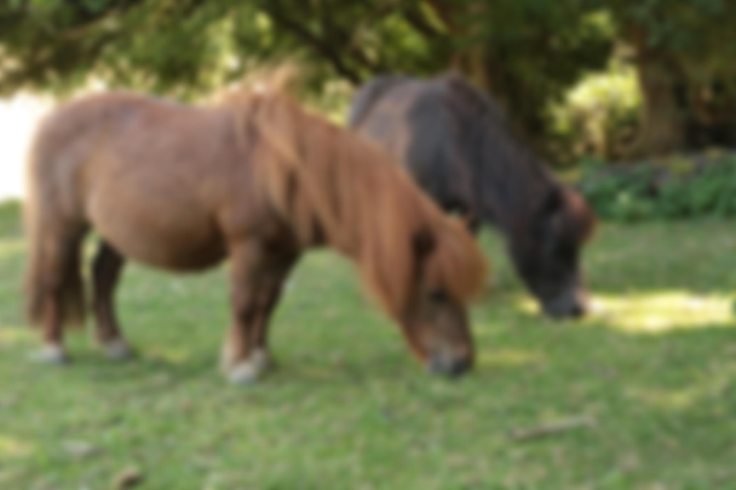 Anim-Mates | Charici