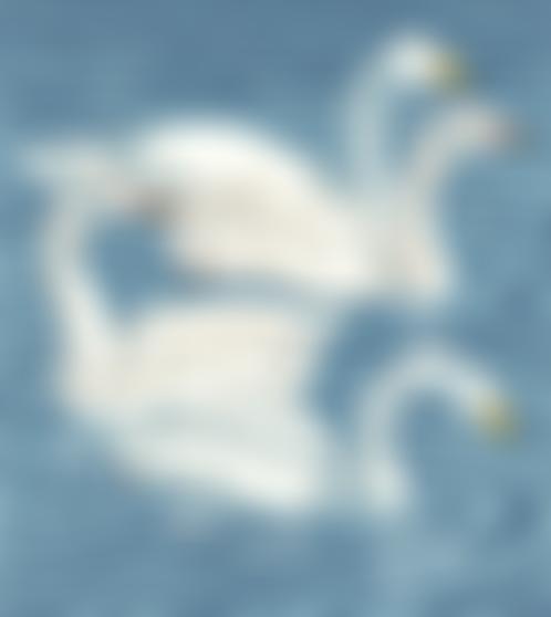 Huddersfield Birdwatchers' Club | Charici