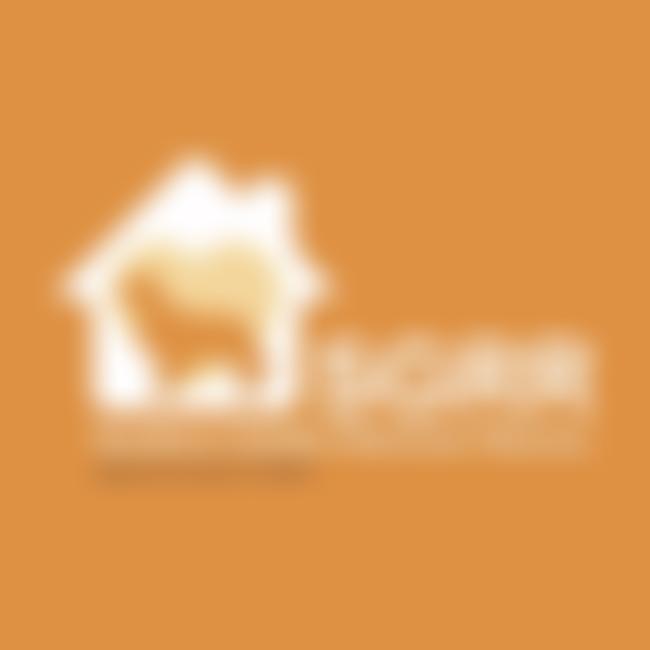 Southern Golden Retriever Rescue | Charici