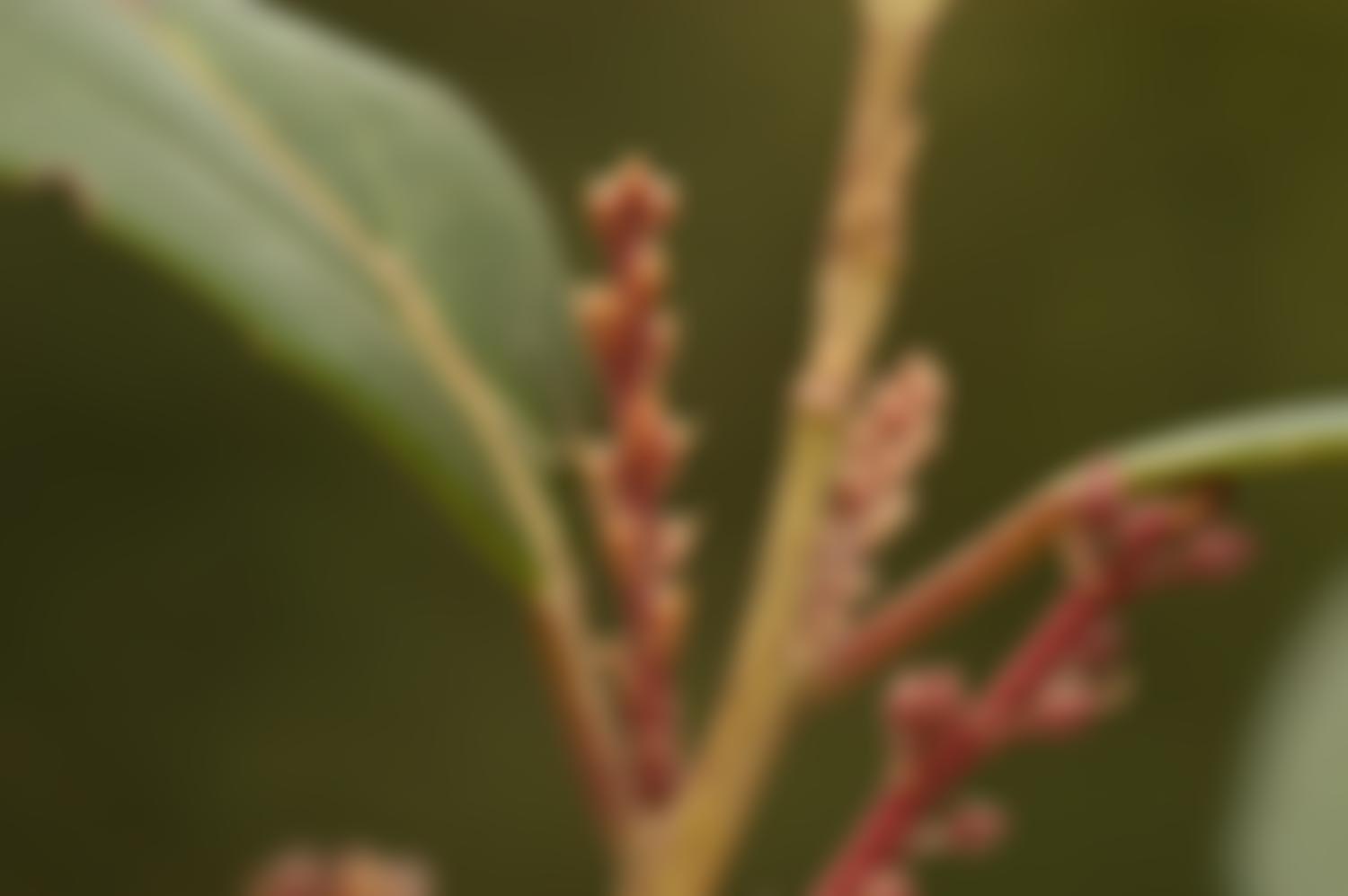 Botanic Gardens Conservation International | Charici