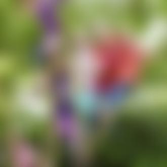 The Norfolk Initiative Steiner School | Charici