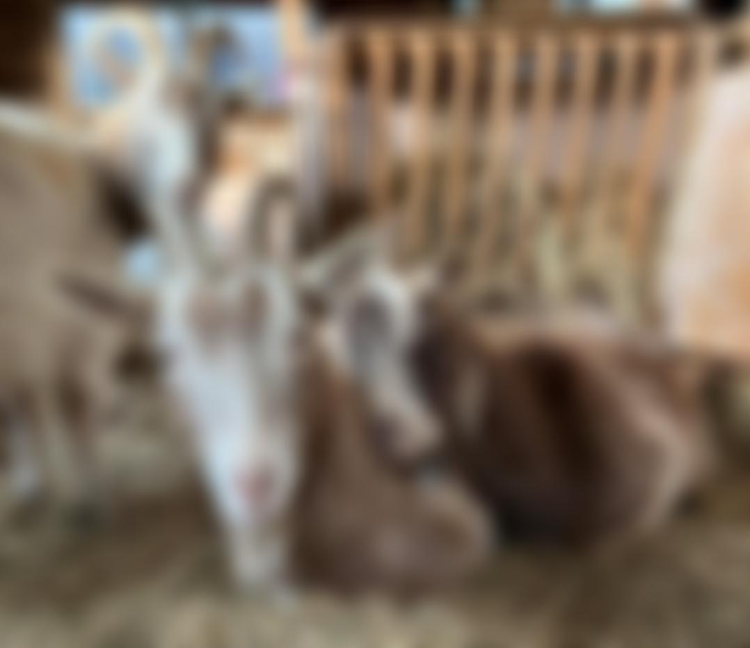 Buttercups Sanctuary For Goats | Charici