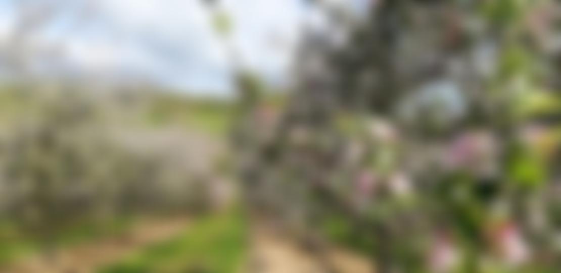 The Somerset Branch Of The Campaign To Protect Rural England | Charici