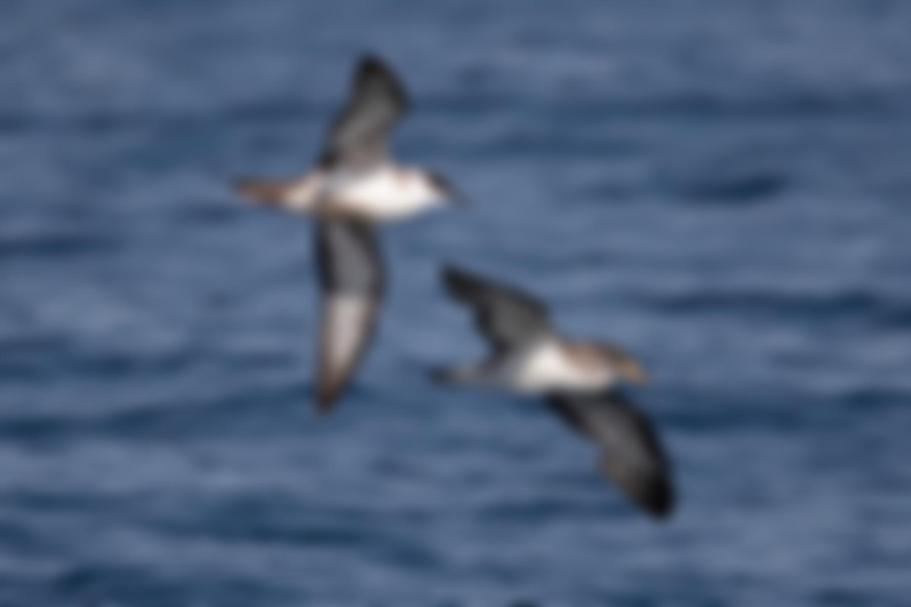 The Isles Of Scilly Bird Group (Isbg) | Charici